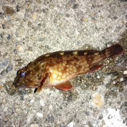 爆風のメバリング